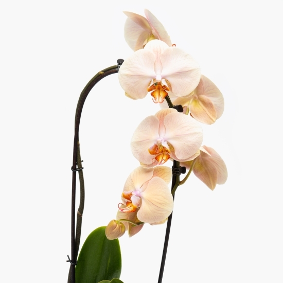 Orhidee Phalaenopsis în cascadă, diferite culori, flori în ghiveci