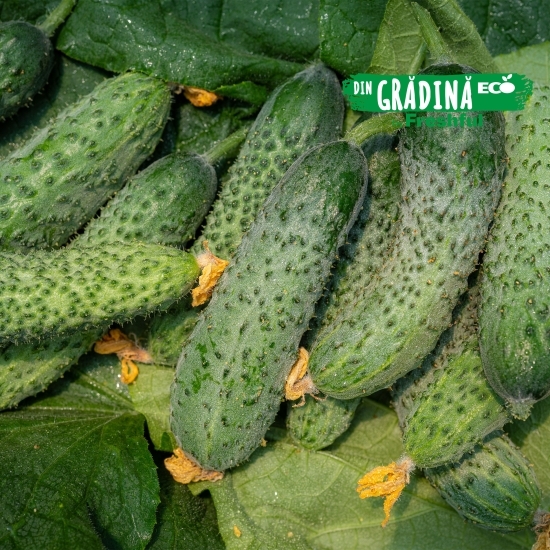 Castraveți cornichon eco România 500g