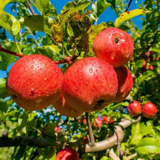 Mere Frumos de Voinești minim 1kg