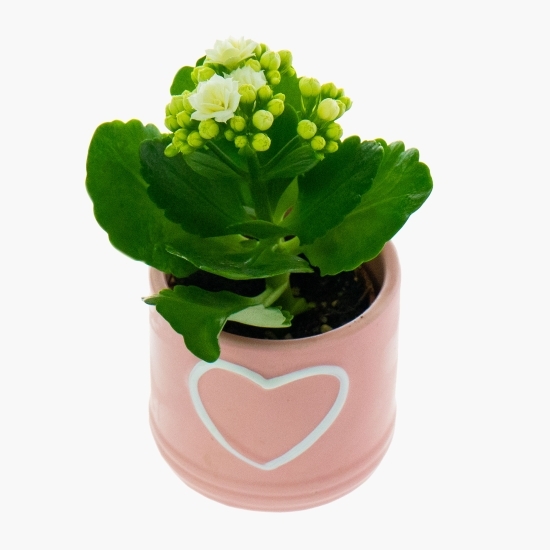 Kalanchoe rosalina în vas ceramic, diferite culori, 6cm