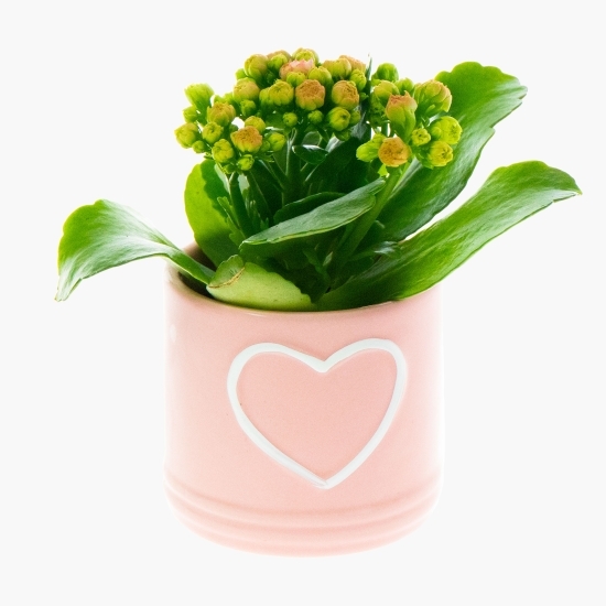 Kalanchoe rosalina în vas ceramic, diferite culori, 6cm