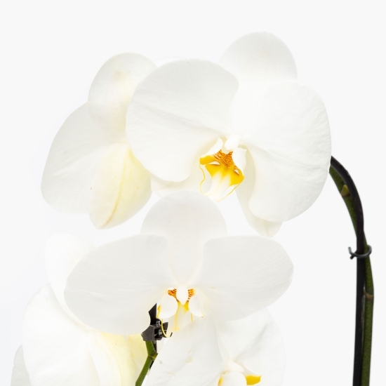 Orhidee Phalaenopsis în cascadă, diferite culori, flori în ghiveci