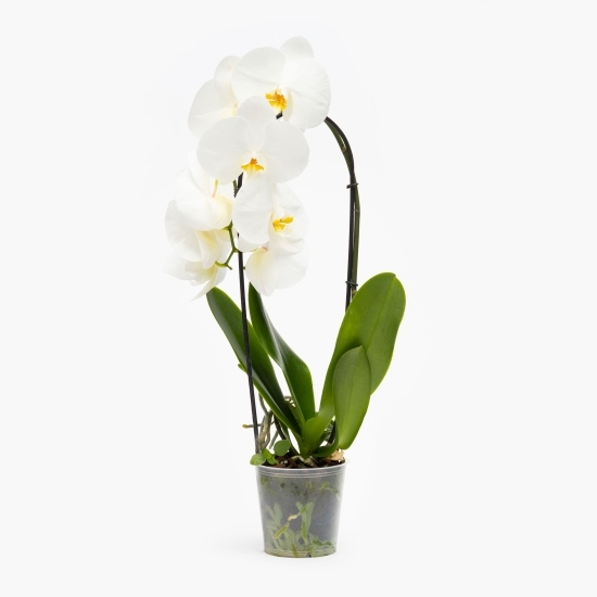 Orhidee Phalaenopsis în cascadă, diferite culori, flori în ghiveci