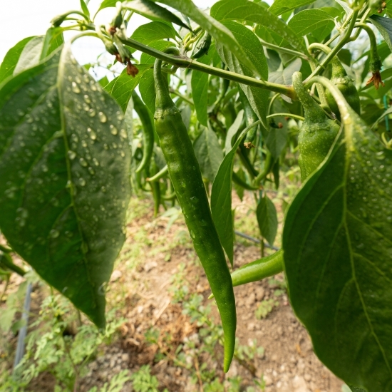 Ardei iute verde România 100g