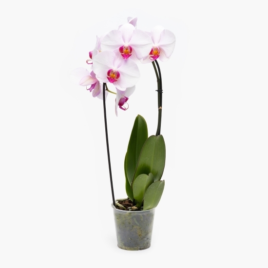 Orhidee Phalaenopsis în cascadă, diferite culori, flori în ghiveci