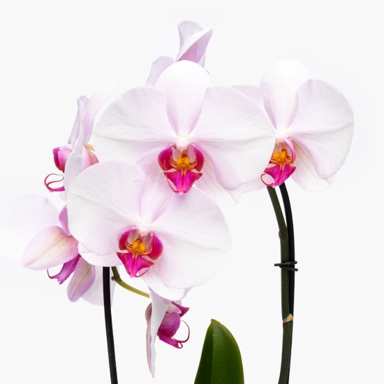 Orhidee Phalaenopsis în cascadă, diferite culori, flori în ghiveci