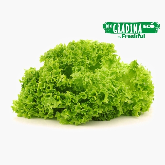 Salată verde Bionda eco 1 bucată