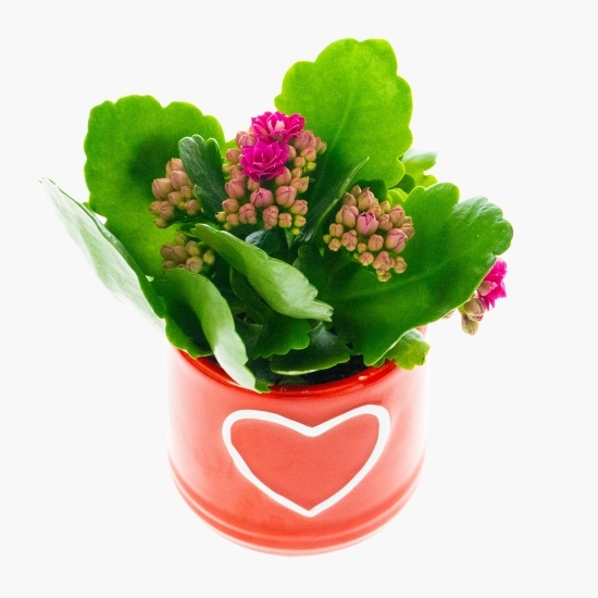 Kalanchoe rosalina în vas ceramic, diferite culori, 6cm