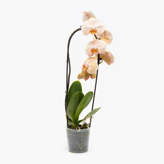 Orhidee Phalaenopsis în cascadă, diferite culori, flori în ghiveci