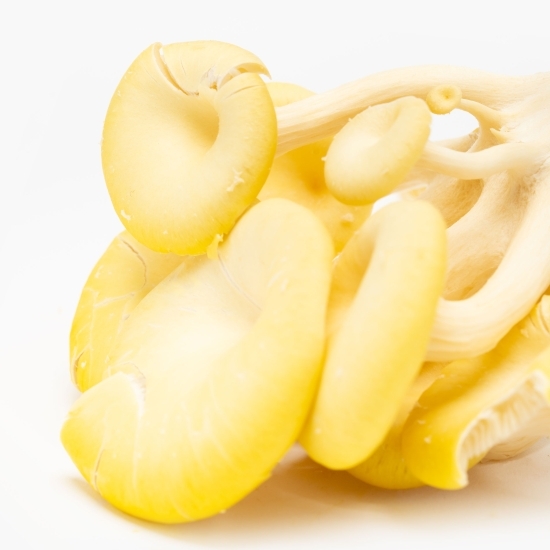 Ciuperci pleurotus galbene 250g