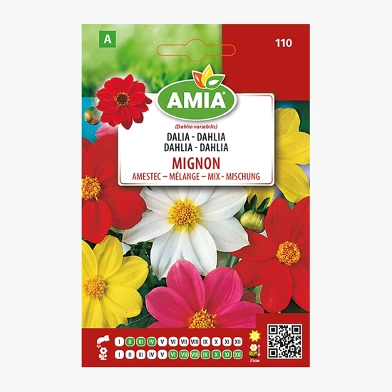 Dalia mignon, amestec culori 0.5g