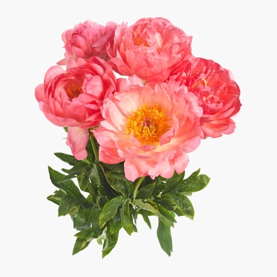 Buchet bujori corai, 5 fire