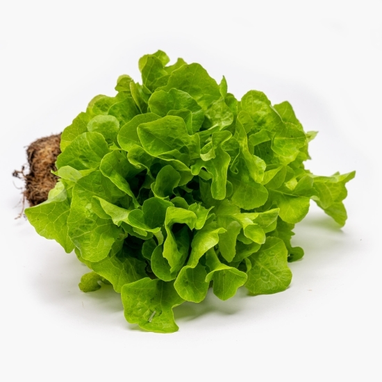 Salată Salanova cu rădăcină 1 buc