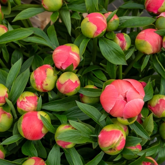 Buchet bujori corai, 5 fire